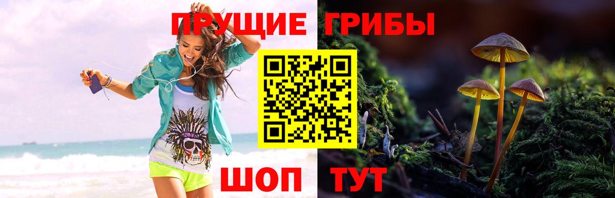 Сорочинск  Галлюциногенные грибы Psilocybine cubensis  Вход с VPN 